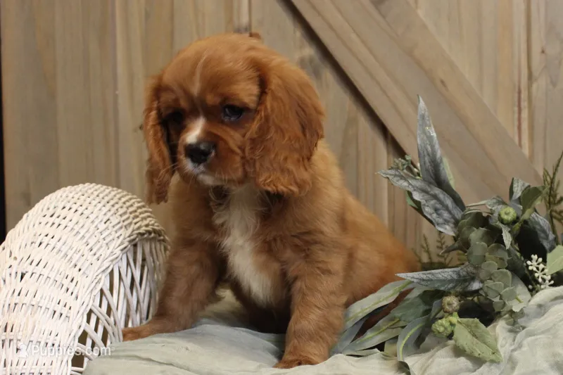 Max – Cavalier King Charles Spaniel puppy for sale in Bethel, PA