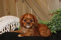 Willow, a female Cavalier King Charles Spaniel for sale in Bethel, PA – 3 of 4