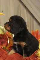 Avery, a male Cavalier King Charles Spaniel for sale in Bethel, PA – 4 of 6