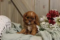 Willow, a female Cavalier King Charles Spaniel for sale in Bethel, PA – 2 of 4