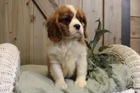 Charlie, a male Cavalier King Charles Spaniel for sale in Bethel, PA – 1 of 4