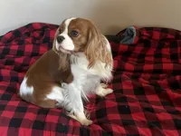 Avery, a male Cavalier King Charles Spaniel for sale in Bethel, PA – 6 of 6