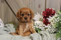Jasmine, a female Cavalier King Charles Spaniel for sale in Bethel, PA – 1 of 4