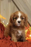 Max, a male Cavalier King Charles Spaniel for sale in Bethel, PA – 3 of 5