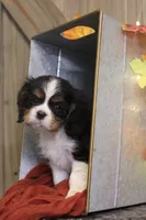 Buster, a male Cavalier King Charles Spaniel for sale in Bethel, PA – 2 of 6