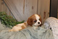 Cooper, a male Cavalier King Charles Spaniel for sale in Bethel, PA – 4 of 4