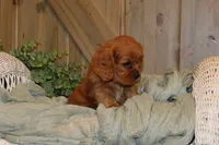 Jasmine, a female Cavalier King Charles Spaniel for sale in Bethel, PA – 4 of 4
