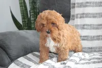 processed/7663e973-b533-45d1-8135-c0dd342aa69a/listing/d17d4377-c820-4c02-927c-9900c7a97e1c/5ddd6693-24e3-4c8b-9f68-dfb45dde69d3