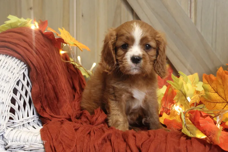 Max – Cavalier King Charles Spaniel puppy for sale in Bethel, PA