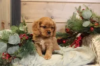 Zachary, a male Cavalier King Charles Spaniel for sale in Bethel, PA – Photo 2 of 4