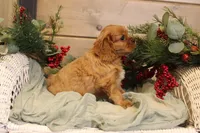 Zachary, a male Cavalier King Charles Spaniel for sale in Bethel, PA – Photo 4 of 4