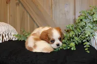 Cooper, a male Cavalier King Charles Spaniel for sale in Bethel, PA – 2 of 4
