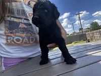 Zoro, a male Labradoodle for sale in Hutto, TX – 3 of 4