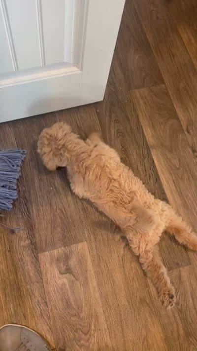 Noodles, a male Labradoodle for sale in Hutto, TX – 4 of 4