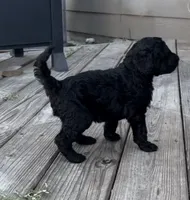 Zoro, a male Labradoodle for sale in Hutto, TX – 2 of 4