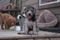 Milkshake , a female Labradoodle for sale in Hutto, TX – 4 of 6