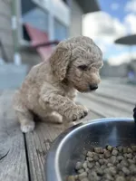Dufette, a female Labradoodle for sale in Hutto, TX – 2 of 5
