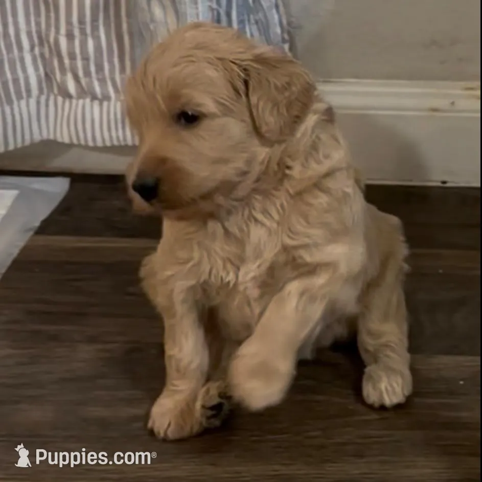 Dufaz, a male Labradoodle for sale in Hutto, TX – Photo 2 of 3