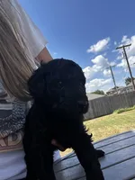 Zora, a female Labradoodle for sale in Hutto, TX – 3 of 3