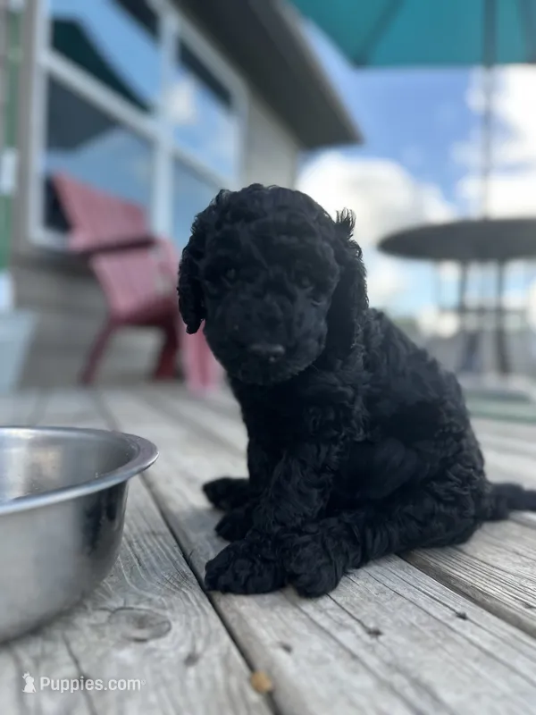 Zoro – Labradoodle puppy for sale in Hutto, TX
