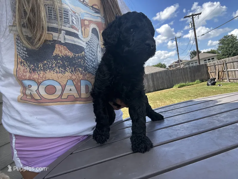 Zora – Labradoodle puppy for sale in Hutto, TX