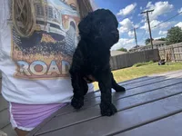 Zora, a female Labradoodle for sale in Hutto, TX – 1 of 3