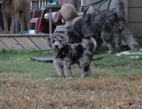 Milkshake , a female Labradoodle for sale in Hutto, TX – 2 of 6