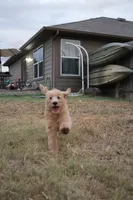 Noodles, a male Labradoodle for sale in Hutto, TX – 3 of 4
