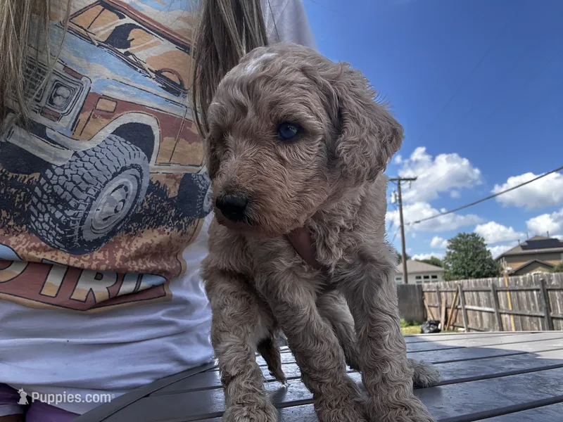 Dufette – Labradoodle puppy for sale in Hutto, TX