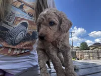 Dufette, a female Labradoodle for sale in Hutto, TX – 1 of 5