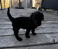 Zoro, a male Labradoodle for sale in Hutto, TX – 4 of 4