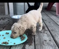 Dufette, a female Labradoodle for sale in Hutto, TX – 3 of 5