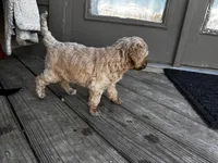 Dufette, a female Labradoodle for sale in Hutto, TX – 5 of 5
