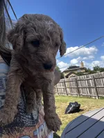 Dufette, a female Labradoodle for sale in Hutto, TX – 4 of 5
