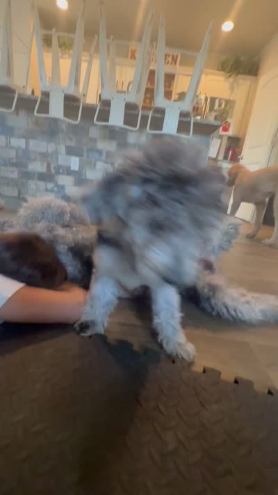 Milkshake , a female Labradoodle for sale in Hutto, TX – 6 of 6