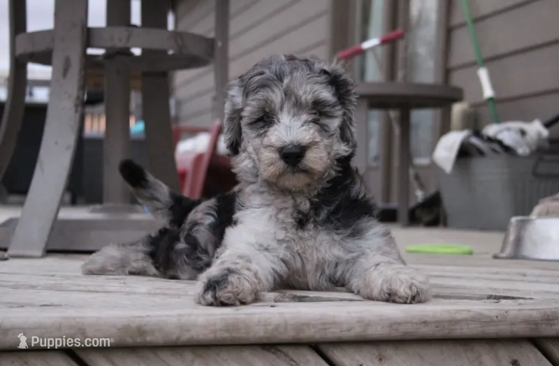 Milkshake  – Labradoodle puppy on hold in Hutto, TX