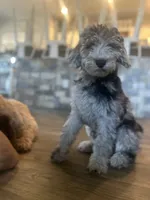 Milkshake , a female Labradoodle for sale in Hutto, TX – 3 of 6