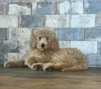Noodles, a male Labradoodle for sale in Hutto, TX – 2 of 4