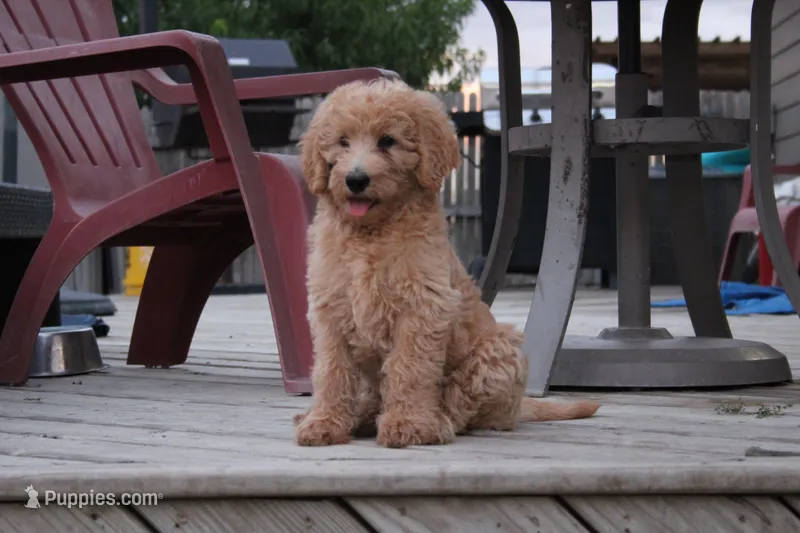 Noodles – Labradoodle puppy for sale in Hutto, TX