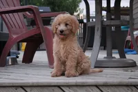 Noodles, a male Labradoodle for sale in Hutto, TX – 1 of 4