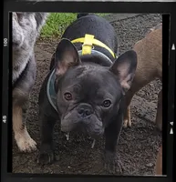Nneka, a female French Bulldog for sale in New Orleans, LA – 9 of 10