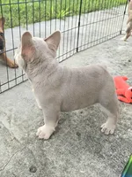 Jet2, a male French Bulldog for sale in New Orleans, LA – 4 of 10