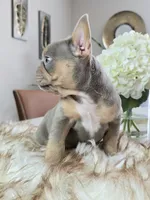 Breezy, a female French Bulldog for sale in New Orleans, LA – 3 of 10