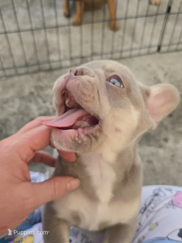 Jet2 – French Bulldog puppy for sale in New Orleans, LA