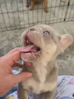 Jet2, a male French Bulldog for sale in New Orleans, LA – 1 of 10