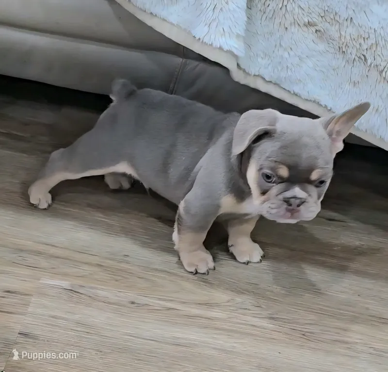 Pilot – French Bulldog puppy for sale in New Orleans, LA