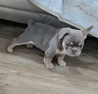 Pilot, a male French Bulldog for sale in New Orleans, LA – 1 of 10