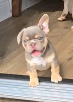 Pilot, a male French Bulldog for sale in New Orleans, LA – 2 of 10