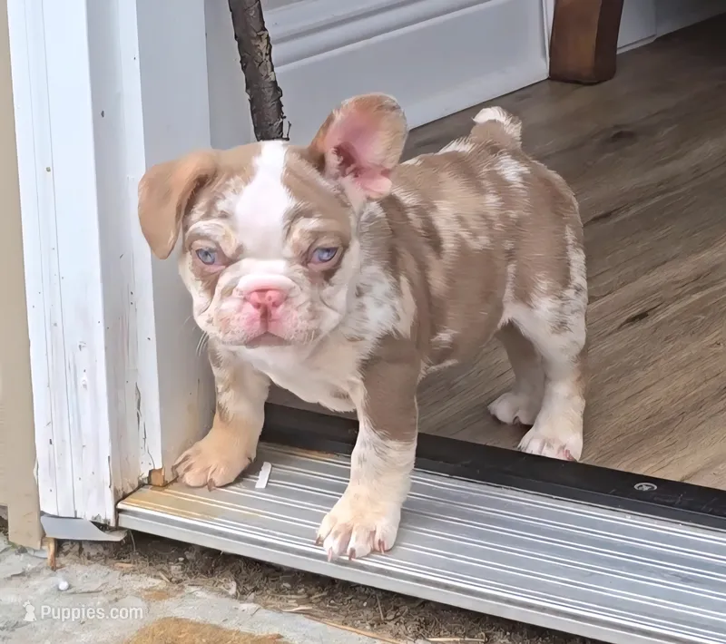 Holiday – French Bulldog puppy for sale in New Orleans, LA
