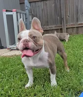 Holiday, a female French Bulldog for sale in New Orleans, LA – 10 of 10